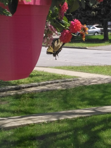 Eastern Tiger Swallowtail having a snack. St. Catharines, ON