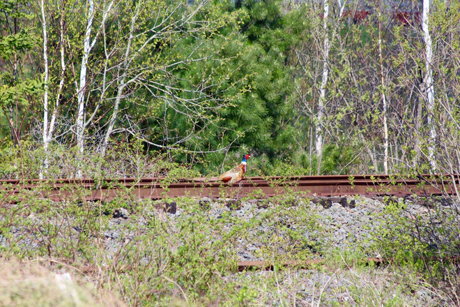 Pheasant on old tracks Falmouth, Nova Scotia, CA
