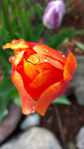 Spring tulip Stouffville, ON