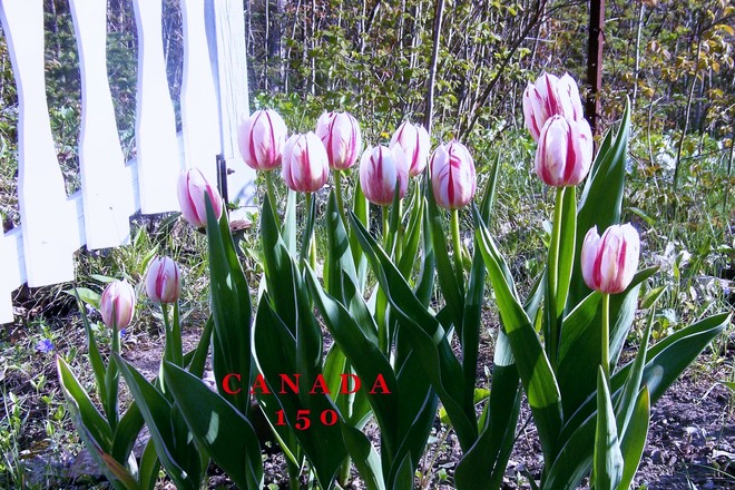 Tulips-Canada 150 County Rd 48, Kirkfield, Ont