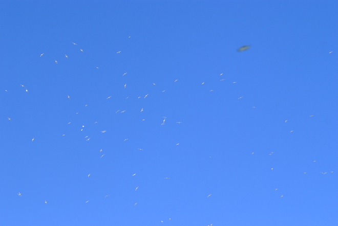 Gulls Swarming near YEG airport Leduc, AB