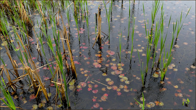 Rain on the pond, Elliot Lake. Elliot Lake, ON