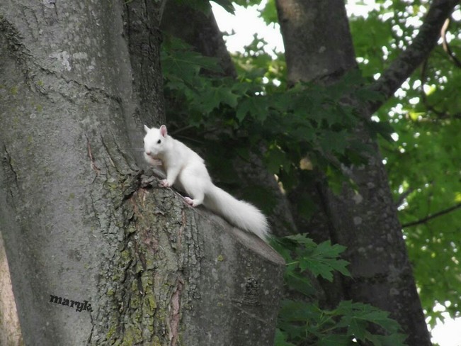Resident white squirrel makes an appearance Varna, ON