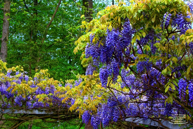 Norfolk County Chinese Wisteria Norfolk County, ON