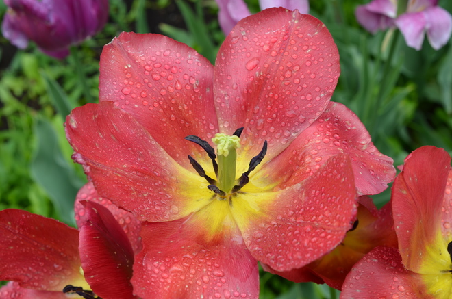 tulip after the rain Oshawa, ON