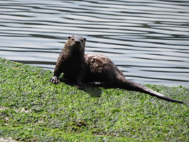 Cute little otter Galiano Island, BC