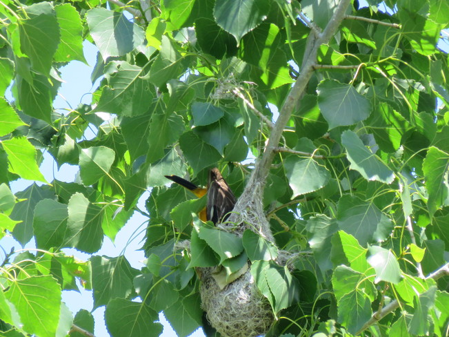 Weaver Nest by Baltimore Oriole Ottawa, ON