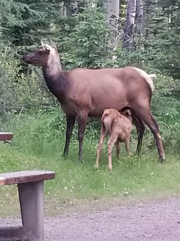 Baby Elk in Jasper Jasper, AB
