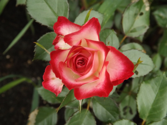 Beatuiful roses from my garden Winnipeg, MB