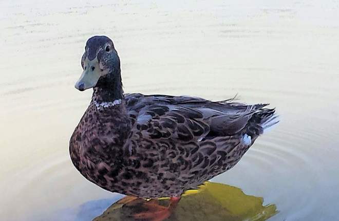 Quack Tempe, AZ, United States