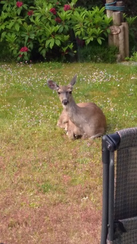 Mamma Deer On My Back Yard Parksville, BC
