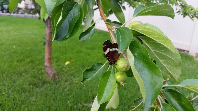 Butterfly on apple tree Martensville, SK