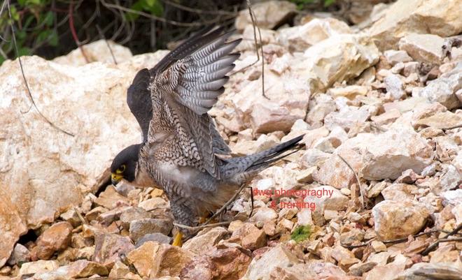 Peregrine falcon Kamloops B.C.