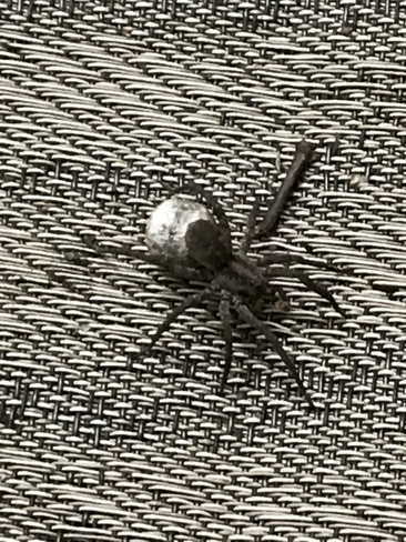 Big Spider Huntsville, Ontario, CA