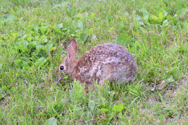 Sweet little bunny Belleville. Ontario