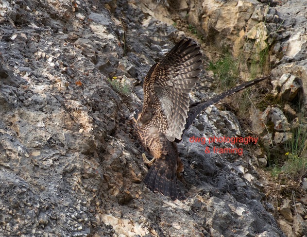 Young Peregrine falcon. Kamloops B.C.
