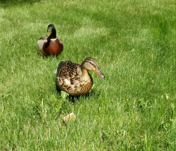 2 mallard ducks North Edmonton, AB