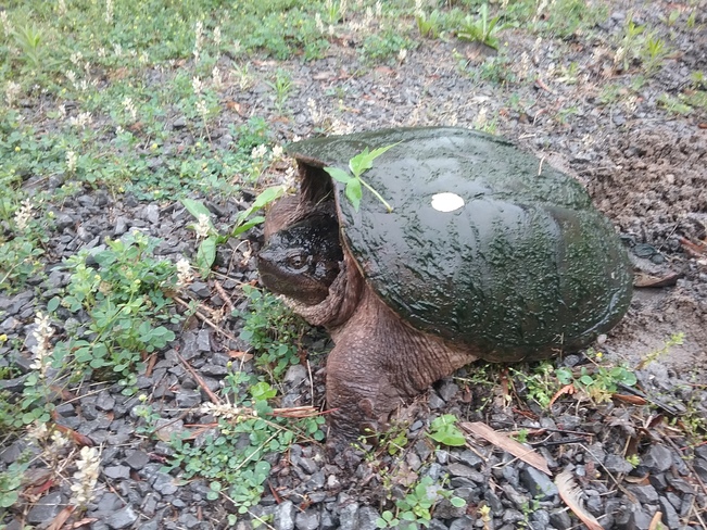 Snapping turtle at the door... Tweed, ON