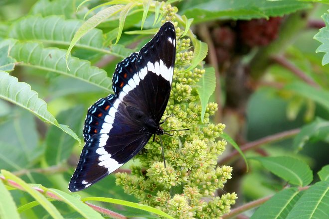 Papillon noir Terrebonne, QC