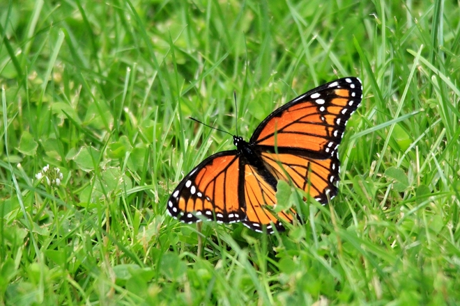 Monarch Butterfly Thorndale, ON N0M 2P0, Canada