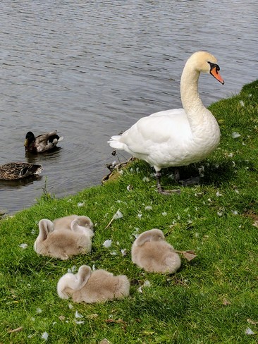 Baby swans Stratford, ON