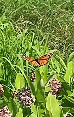 Butterfly Ariss, ON Rail Trail