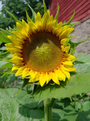 1st sunflower Drumbo, ON