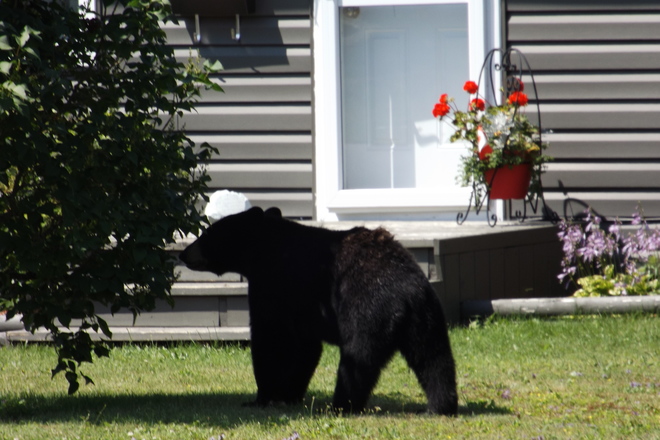 Bear shot-via camera -On Manitou Drive in Sault Ste Marie on July 20, 2017 Sault Ste. Marie, ON