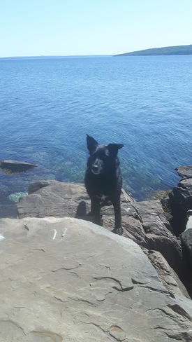 my dog on beach Thornlea, NL