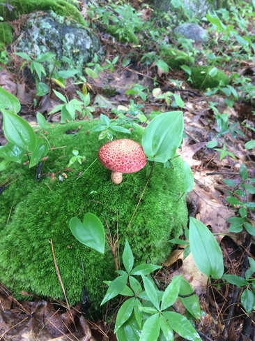 Toadstool could be in a fairy garden but it is real. The Massasauga Provincial Park, Parry Sound, ON