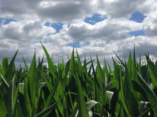 Corn & Clouds Port Rowan, Ontario, CA