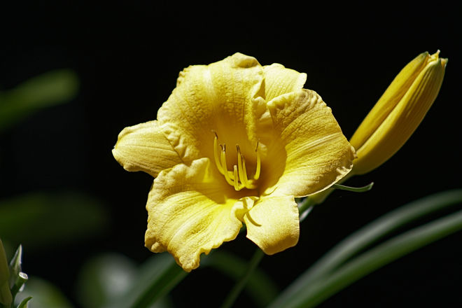 Yellow Day Lily Ottawa, ON