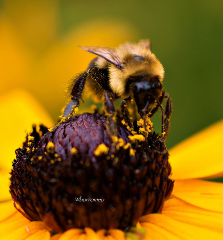 Summer Bee Maple Ridge, British Columbia, CA