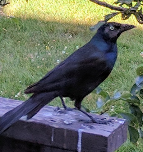 black bird Sackville, NB