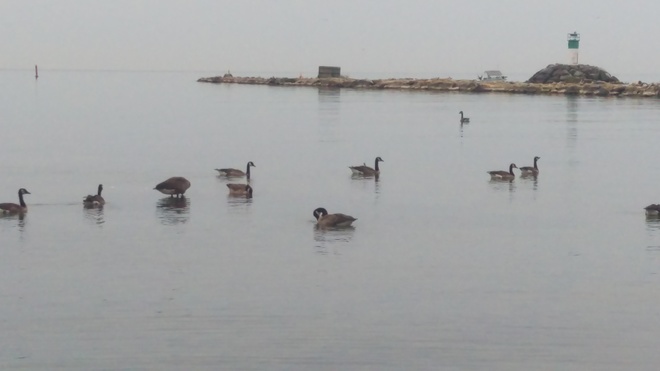 canadian geese relaxing on the shore Bowmanville, ON