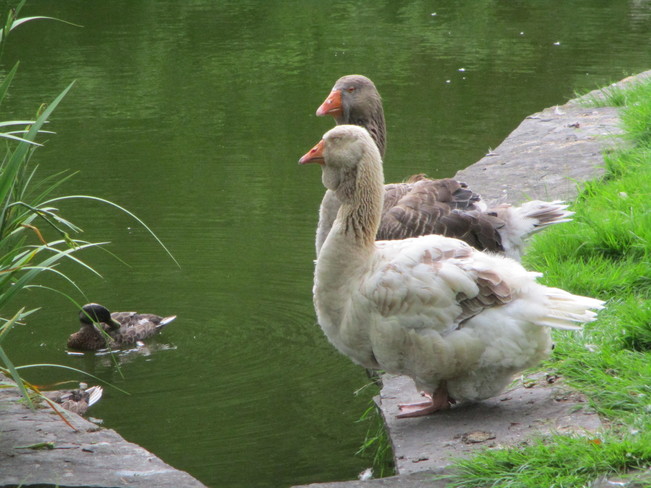 Goose, goose, duck Halifax, NS