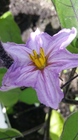 My garden (eggplant flower) Scarborough, ON