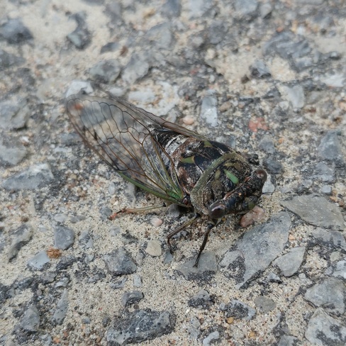 cicada Ottawa, ON