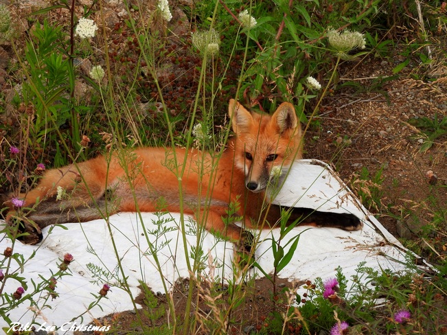 Baby fox finds old mattress and makes it his own bed. Eskasoni, NS