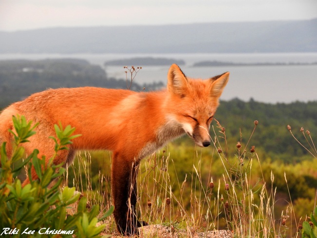 Baby fox Eskasoni, NS