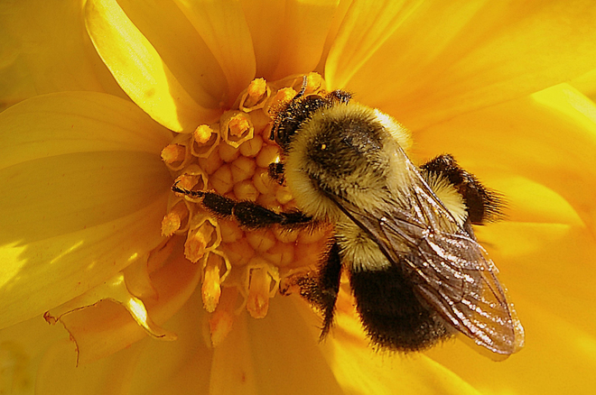 Bee in Dahlia Toronto, ON