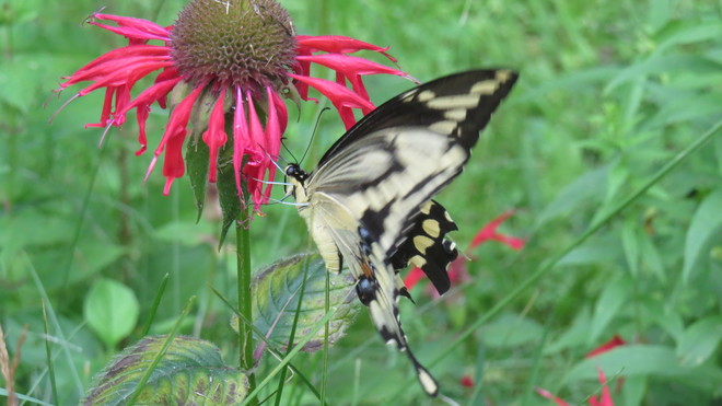 Swallowtail Butterfly Roseneath, ON K0K 2X0