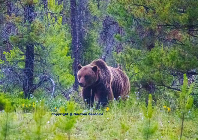 Grizzly Bear Jasper National Park, Jasper, AB