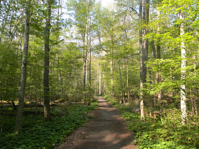 Bronte Park Logging Trail, Oakville, ON L6M 4J7, Canada