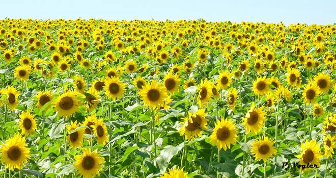 A field of sunflowers Mount Denson, NS