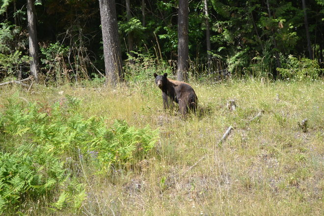 Brown Bear Sicamous BC