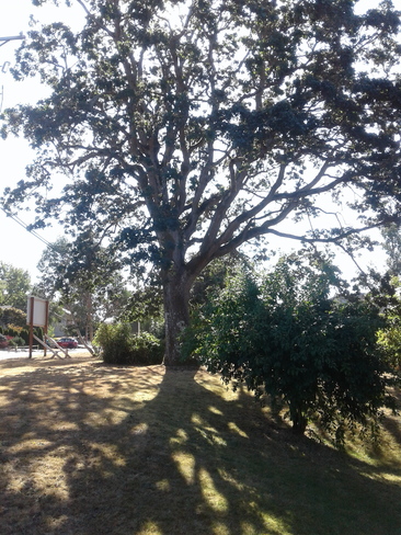 Large Oak Tree Saanich, BC