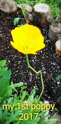 yellow poppy Waterloo, ON