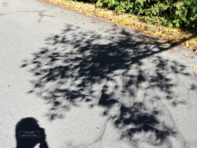 Shadows during the eclipse North Saanich, BC
