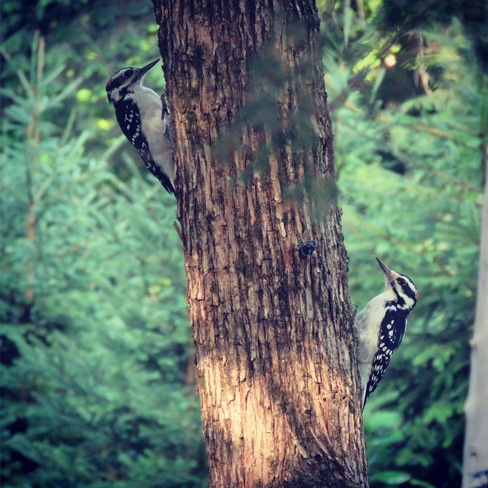 Woodpeckers Apsley, ON